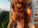 Dişi Erkek Poodle Yavrular
