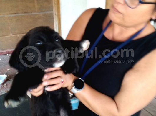 Siyah Labrador Yavrusu görsel