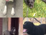 Irk Garantili Şecereli Yavru Cane Corso Blue