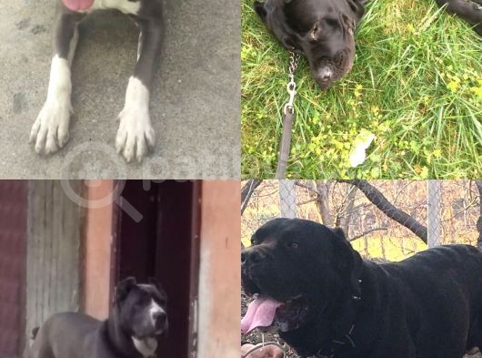 Irk Garantili Şecereli Yavru Cane Corso Blue