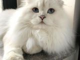 Koku Birakmayan Safkan Scottish Fold