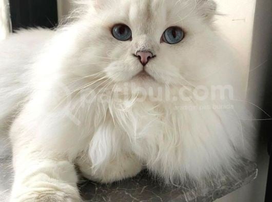 Koku Birakmayan Safkan Scottish Fold