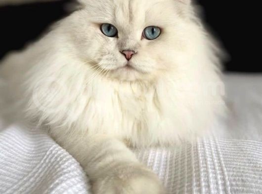 Koku Birakmayan Safkan Scottish Fold görsel