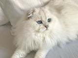 Koku Birakmayan Safkan Scottish Fold