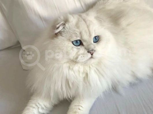 Koku Birakmayan Safkan Scottish Fold görsel