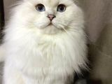 Koku Birakmayan Safkan Scottish Fold
