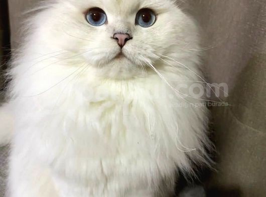 Koku Birakmayan Safkan Scottish Fold görsel