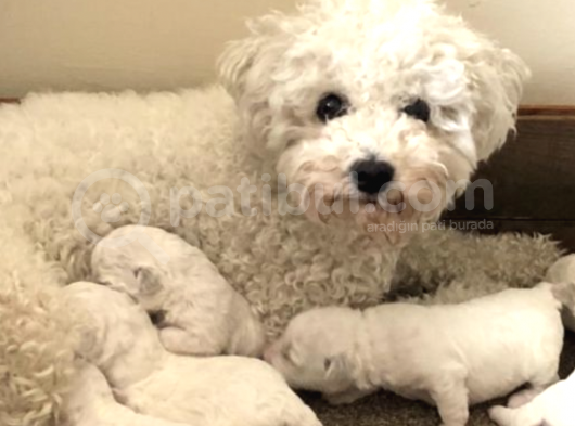 Arayıpta Bulamayacağınız Bişon Çuha Köpeği görsel