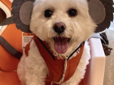 Arayıpta Bulamayacağınız Bişon Çuha Köpeği
