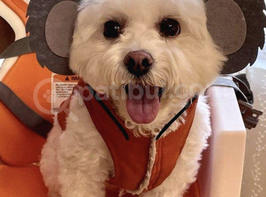 Arayıpta Bulamayacağınız Bişon Çuha Köpeği görsel