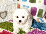 Arayıpta Bulamayacağınız Bişon Çuha Köpeği