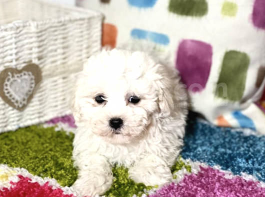 Arayıpta Bulamayacağınız Bişon Çuha Köpeği görsel