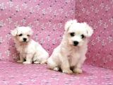 Maltese Terrier Yavru