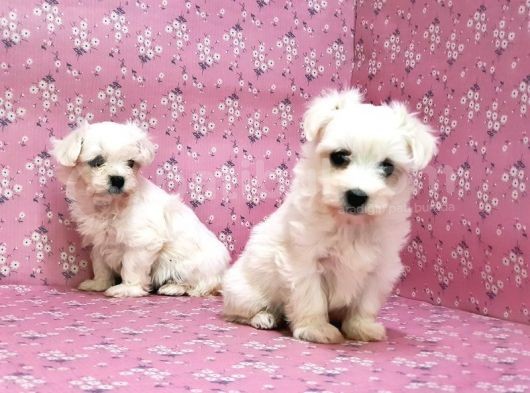 Maltese Terrier Yavru görsel
