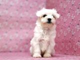 Maltese Terrier Yavru