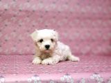 Maltese Terrier Yavru