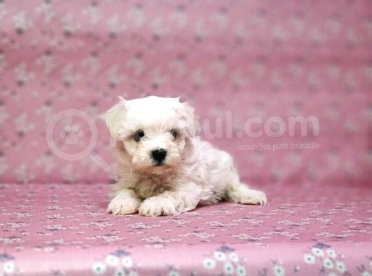 Maltese Terrier Yavru görsel