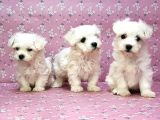 Maltese Terrier Yavru