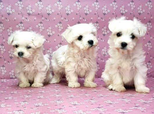 Maltese Terrier Yavru görsel