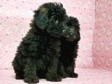 Toy Poodle Yavru