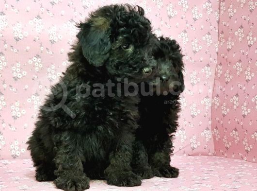 Toy Poodle Yavru görsel