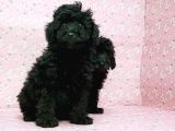 Toy Poodle Yavru