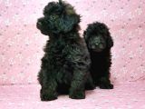 Toy Poodle Yavru