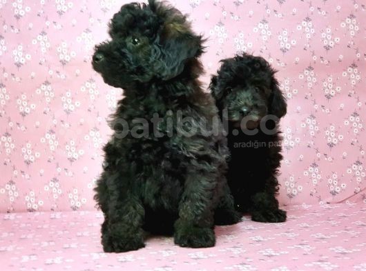 Toy Poodle Yavru görsel