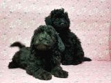 Toy Poodle Yavru