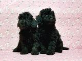 Toy Poodle Yavru