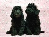 Toy Poodle Yavru