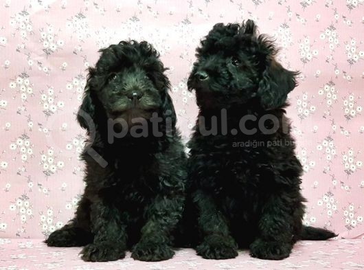 Toy Poodle Yavru görsel
