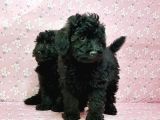 Toy Poodle Yavru