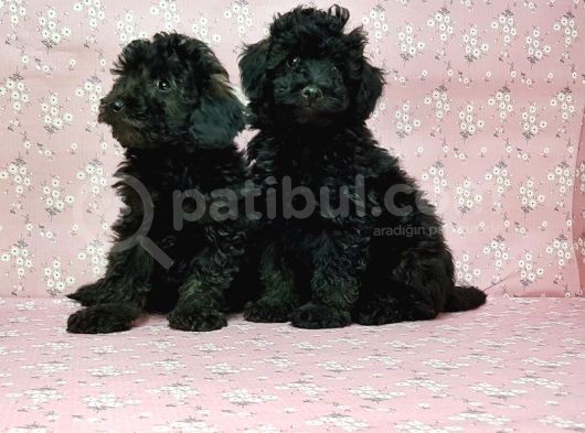 Toy Poodle Yavru görsel