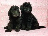 Toy Poodle Yavru