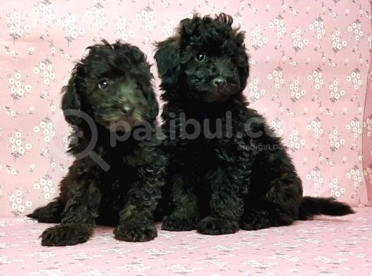 Toy Poodle Yavru görsel