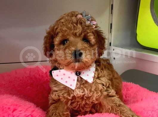 Safkan Toy Poodle Yavrular görsel