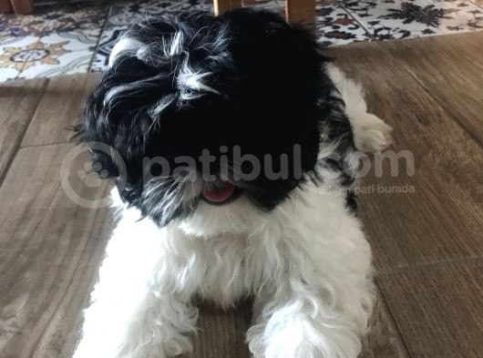 Saf Baby Face Eğitimli Erkek 3000₺ görsel