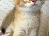 Golden British Shorthair & Scottish Fold Yavrularımız