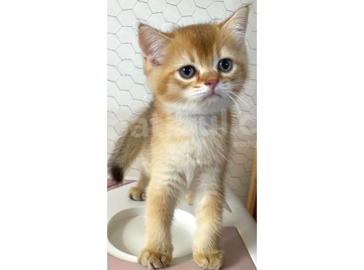 Golden British Shorthair & Scottish Fold Yavrularımız