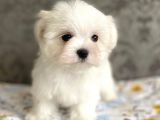 Tüy Dökmeyen Maltese Mini Boy Yavrular