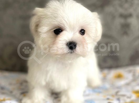 Tüy Dökmeyen Maltese Mini Boy Yavrular görsel