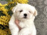 Tüy Dökmeyen Maltese Mini Boy Yavrular