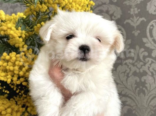 Tüy Dökmeyen Maltese Mini Boy Yavrular görsel