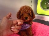 Safkan Toy Poodle Yavrular