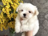 Tüy Dökmeyen Maltese Mini Boy Yavrular