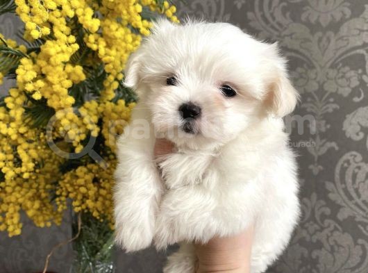 Tüy Dökmeyen Maltese Mini Boy Yavrular