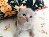 Özel Irk Lilac Rengi Aslan Pati