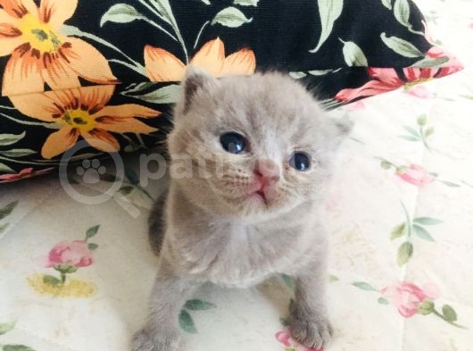 Özel Irk Lilac Rengi Aslan Pati görsel