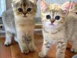 Golden British Shorthair & Scottish Fold Yavrularımız
